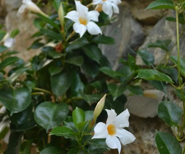 Il Porto Di Benny 3* Alassio